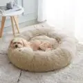 Cozy Cat Bed – Plush Calming Donut Cat Bed for Indoor Cats, Soft Fluffy Pet Nest for Sleeping, Lounging and Relaxation 11 Cozy Cat Bed – Plush Calming Donut Cat Bed for Indoor Cats, Soft Fluffy Pet Nest for Sleeping, Lounging and Relaxation - Image 11